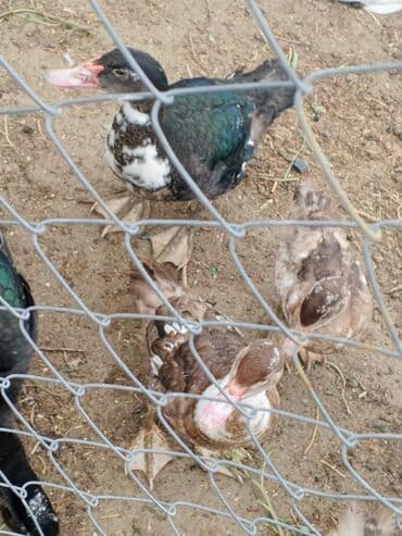 pişik su qabı: Krasnadar lal ördəklər satılır — 1