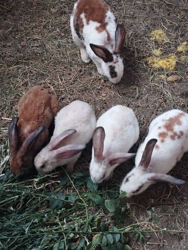 dovşan yuvasi: Cins Dovşanlar yerli dovşan deyillərçəkiləri 3.500 civarı olur — 5