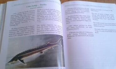 сколько стоит мотоцикл: Müxtəlif kitablar satılır. Biri 40 manat. "Nərəkimilər - dinozavrların — 11