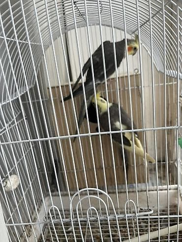 Tutuquşları: Növ: Nimfa papuqayı (Cockatiel) cütü Rəng: Boz gövdə, sarı çələng və — 4