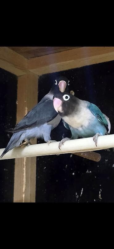 sultan quşu: Məhsul: Sevgili quşlar – Fischer/Maskalı agapornis cütü (lovebird) — 1