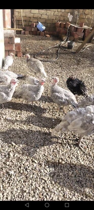 itlerin satisi ucuz: Dişi, Kanada, Damazlıq, Ödənişli çatdırılma — 3