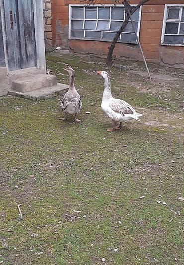 cucelerin satisi: Bir cüt erkəy və dişi saçaqlı qaz satılır yumurtamaq istəyir çox gözəl — 5