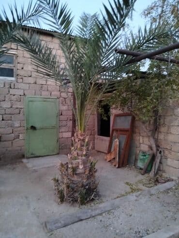 Bayraqlar: Xurma xurma palması (Phoenix dactylifera) – həyət və bağ üçün — 3