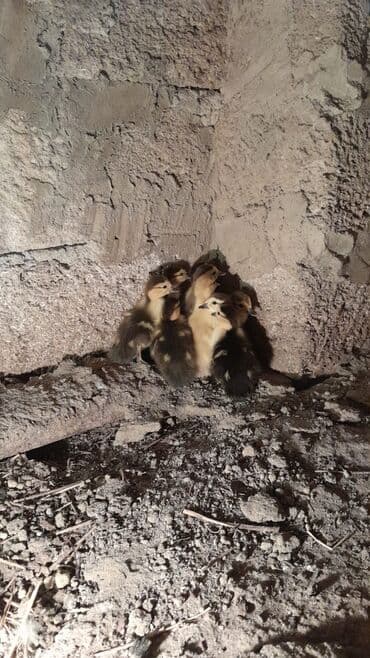 Məhsul: Krasnodar sortu ördək balaları - Yaş: 3 günlük - Sayı: 10