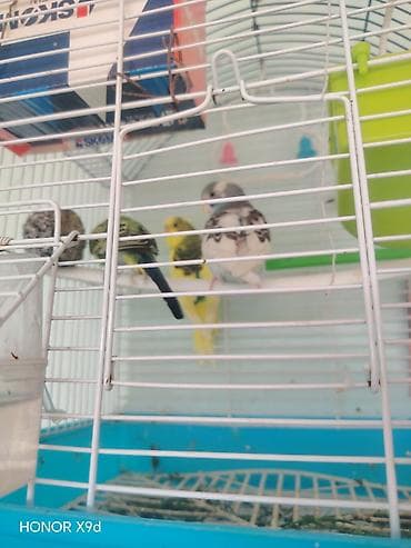 maine coon pişik: Məhsul: Dalmatin və sarı-yaşıl tonlarda dalğalı tutuquşular üçün qəfəs — 6