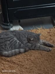 pişik qiymətləri: Şotland, Dişi — 2