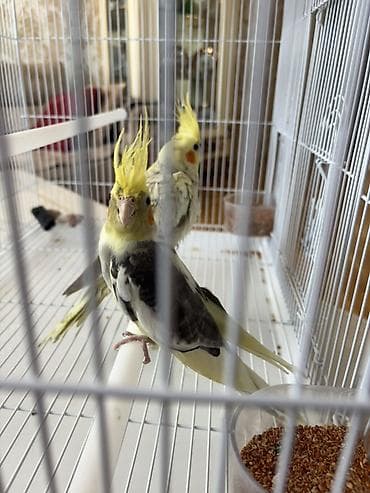 Korella cütlüyü satılır tam sağlam 6 aylıq temiz qiymet razılaşma ile lalafo.az -da Korella cütlüyü satılır tam sağlam 6 aylıq temiz qiymet razılaşma ile