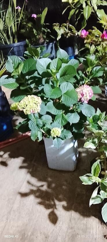 iwdenmiw xalca: Məhsul: Saksıda ortanc (Hydrangea) Təsvir: - Geniş, parlaq-yaşıl — 4