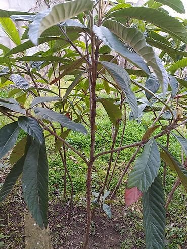 zire bitkisi: Nespoli (Eriobotrya japonica) fidanları - Bitki tipi: Həmişəyaşıl — 2