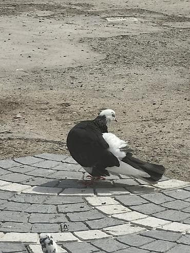 goyərclər: Damğalı göyərçinlər – dekorativ və uçuş üçün - Rənglər: ağ, qara-ağ — 3