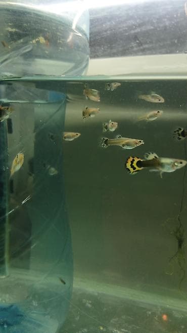 akvarium gence: Quppi balıqı ölçüləri 3 sm 10 ədəd alana metrolara çatdırılma — 5