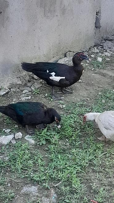 qaqa ördəyi: Dişi, | Lal ördək, Damazlıq — 8