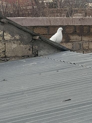Salam mene 1 cut goyercin lazimdi kim satir narmal qiymete aliram