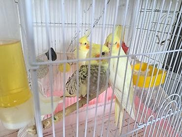 Bir ayliq korella balasi el qusudu saglamdi fiser balasiyla barter