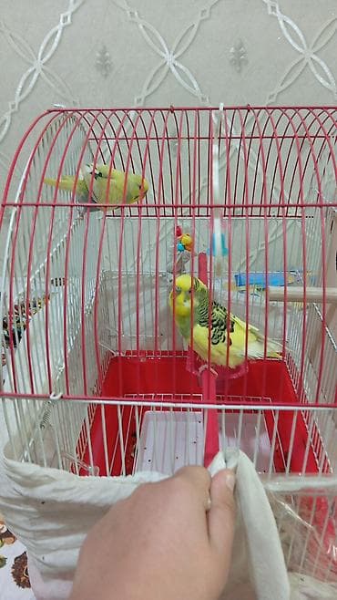 Məhsul: dalğalı tutuquşular və qəfəs dəsti - Növ: dalğalı tutuquşu