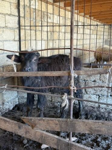 camış balası: Məhsul: Qaramal – camış (su bufalosu) Təsvir: - Qara rəngli, buynuzlu — 3