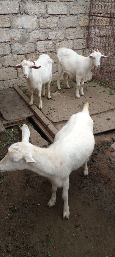 Inəklər, öküzlər: Məhsul: Ağ rəngli ev keçiləri (bir neçə baş) Xüsusiyyətlər: - Ağ yun — 4