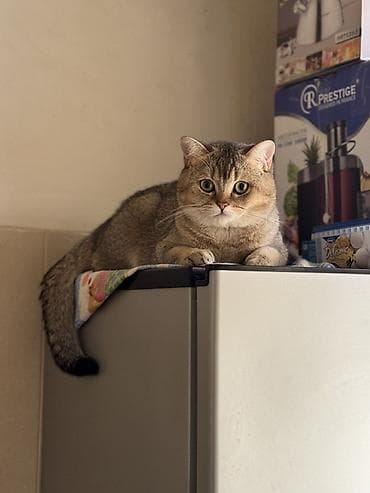 pişik oyuncaqları: Şinşilla, Erkək, Cütləşmə üçün — 2