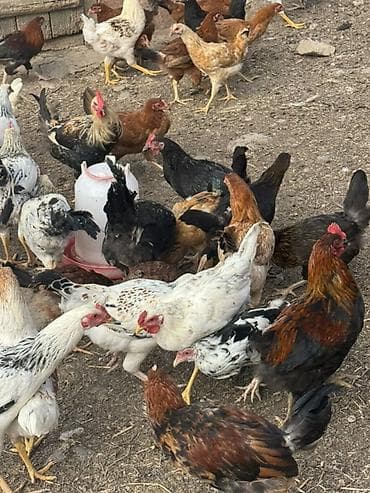 Toyuq, Damazlıq, Ünvandan götürmə