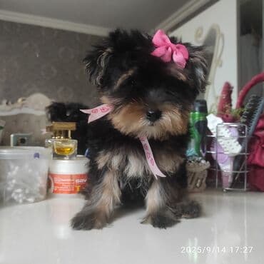 itler bala: Yorkşir teryer — 9