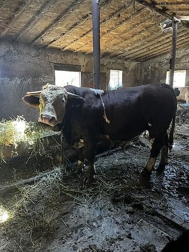Satlıq iri buynuzlu heyvanlar2si temiz smentaldı 2si ivanovka super — 4