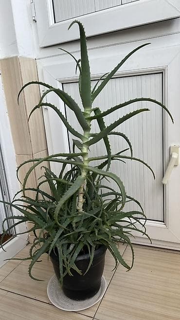 алоэ гулу: Aloe vera otaq bitkisi – böyük, çoxgövdəli nümunə - Qara plastik — 1