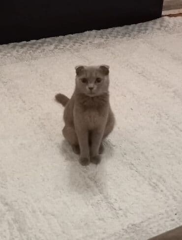 шотландский вислоухий котенок баку: Шотладская вислоухая, Самка — 1