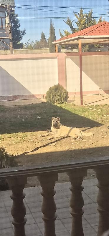 ev it: Kanqal, 8 ay, Erkek, Peyvəndli, Ödənişli çatdırılma — 3