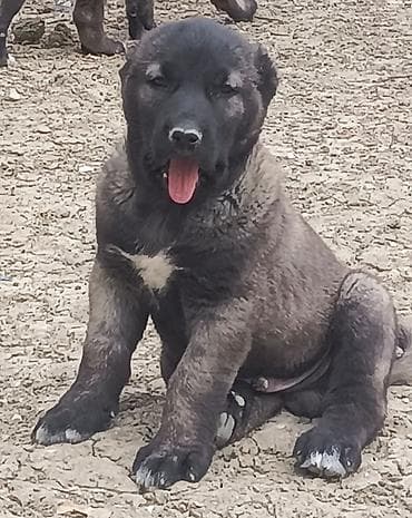 it pug: Kanqal, Peyvəndli — 4