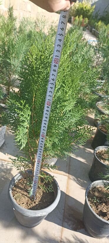 gül toxumları satışı: Dekorativ çöl bitkilərinin satışı və Sifarişlə yetişdirilməsi.Satış — 3