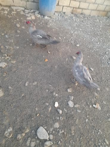 keçi satışı: Gordunuz Temiz lavanda xoruzlar satlir unvan şamaxidi gonderis var — 6