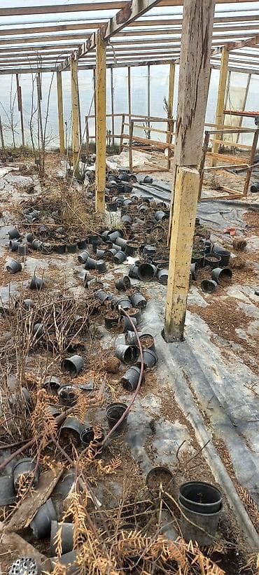 Gübrələr: Məhsul: Plastik şitil/saksı qabları (toplu) salam plastik qablar — 2