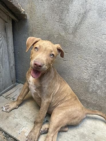 pudel it cinsi: Pitbul, 2 ay, Dişi, Peyvəndli, Ödənişli çatdırılma — 2