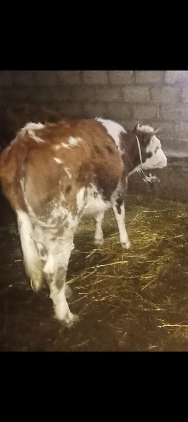 dana 2024: Dugedi 1 yaş üvan celilabdı riyalı alcıyla zengin vursun 1280 deylir — 5