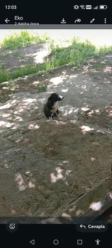корм для собак баку: Самка — 5