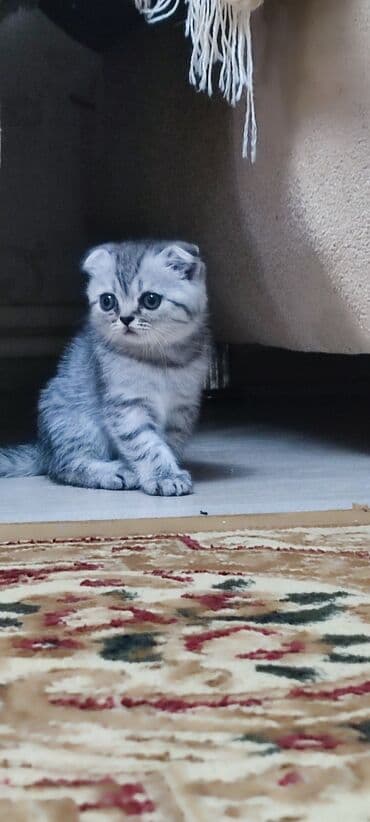 dişi quzu: Britan, Dişi — 2