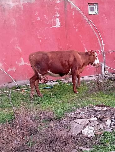 balali inək: Satılır: qara rəngli danalıq inək - Cins: yerli tip, qara rəng, alın — 8