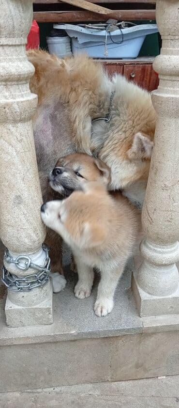 böyüməyə itlər: Akita-inu, 2 ay, Erkek, Ödənişli çatdırılma — 11