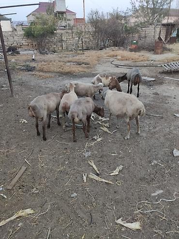 Qoyunlar, qoçlar: Mal-qara: Quyruqlu yerli qoyun sürüsü - Növ: Yerli ətlik qoyunlar — 3