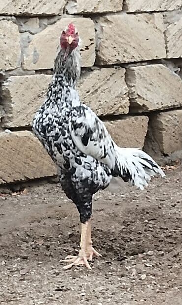 yuxuda qas gormek: Xoruz, il: 1, Ünvandan götürmə — 4