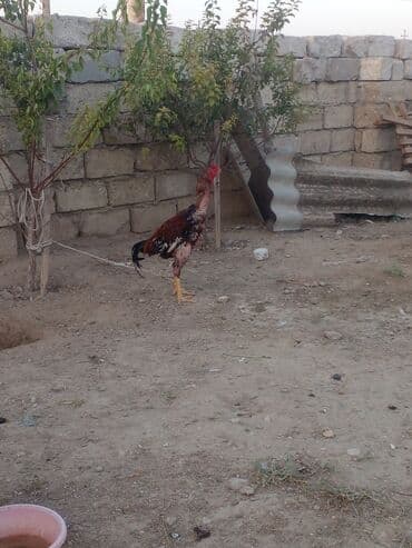 K/t heyvanları üçün mallar: Xoruz, il: 1, Ünvandan götürmə — 5