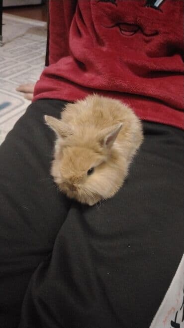 Cırtdan dekorativ dovşan - Cins: miniatür (oyuncaq ölçülü), uzun və