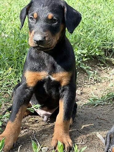 coban iti type 0: Doberman, 1 ay, Peyvəndli — 6