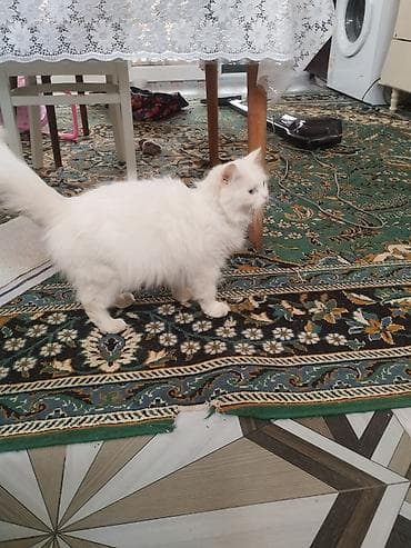 şirin pişik: Yaxşı əllərə — 3