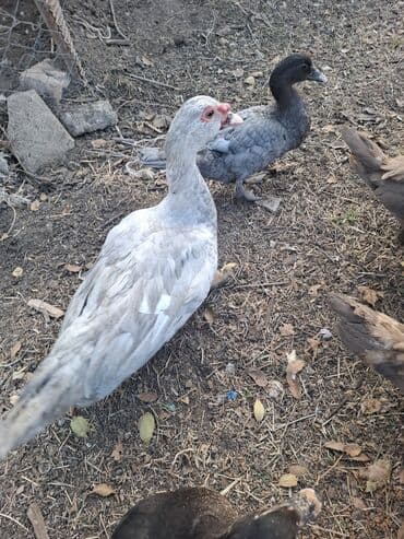 Muscovy (hind) ördəkləri – müxtəlif rənglər - Şəkillərdə boz, gümüşü lalafo.az -da Muscovy (hind) ördəkləri – müxtəlif rənglər - Şəkillərdə boz, gümüşü