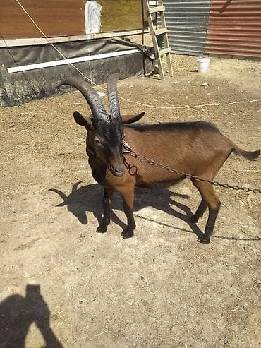 ereb keçisi: Salam alpin oberhas təkəsi satılır bir yaşı var aktiv təkədir təmiz — 2