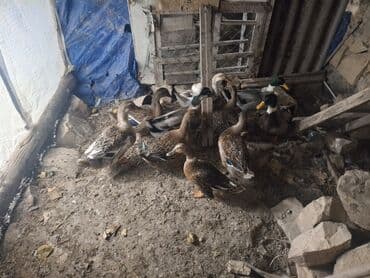 ağdam xoruzu gence: Самец, Для разведения — 3