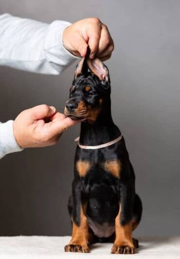 Akvariumlar: Doberman, 2 ay, Erkek, Sənədli, Pulsuz çatdırılma — 3