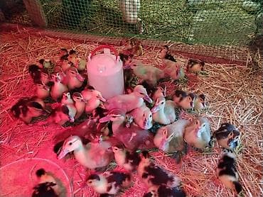kənd heyvanları: Satılır: muskus ördək balaları (4-12 günlük) (indo-ducklings) lavanda — 7